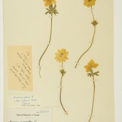 Anemonastrum narcissiflorum