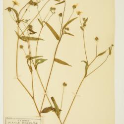 Aldama dentata