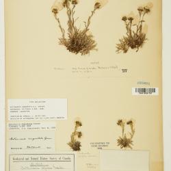 Antennaria monocephala