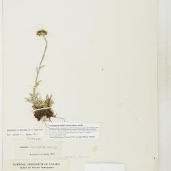 Antennaria media