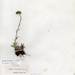 Antennaria media