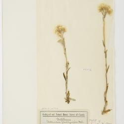Antennaria Gaertn.