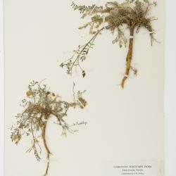 Astragalus L.