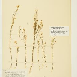 Agalinis decemloba