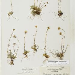 Antennaria monocephala