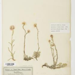 Antennaria rosea
