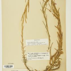 Arabis L.
