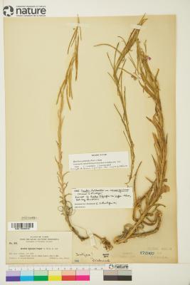 Arabis L.