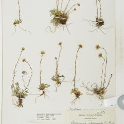 Antennaria monocephala