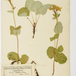 Arnica L.