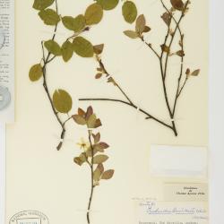 Amelanchier quinti-martii