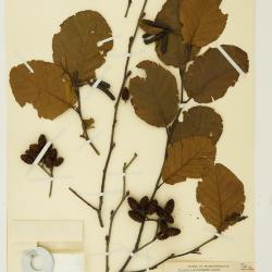 Alnus serrulata