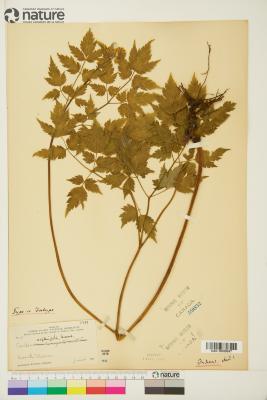 Actaea L.