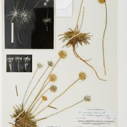 Armeria maritima