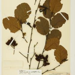 Alnus serrulata