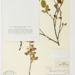Amelanchier quinti-martii