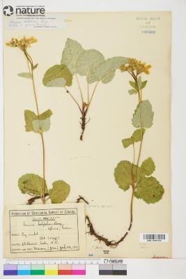 Arnica L.