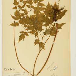 Actaea L.