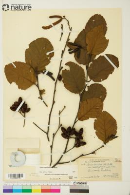 Alnus serrulata