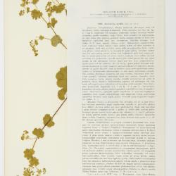 Alchemilla L.