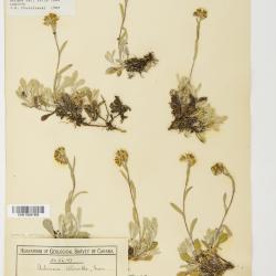 Antennaria rosea