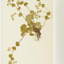 Alchemilla L.