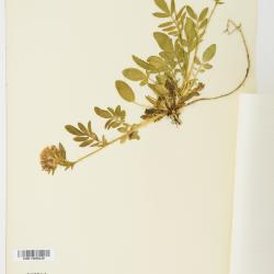Anthyllis L.