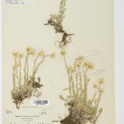 Antennaria rosea