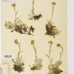 Antennaria rosea