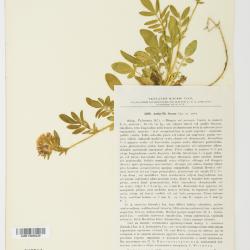 Anthyllis L.