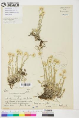 Antennaria rosea