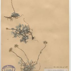 Antennaria alpina