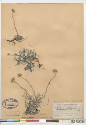 Antennaria alpina