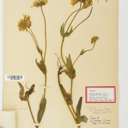 Arnica L.