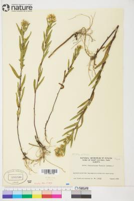 Aster L.
