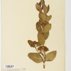 Apocynum L.