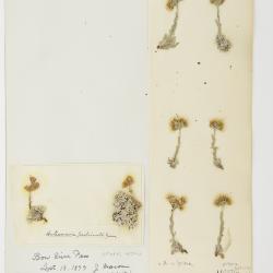 Antennaria rosea