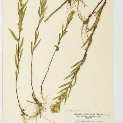 Aster L.