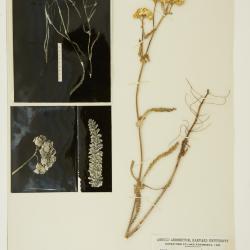 Achillea millefolium