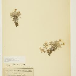 Antennaria umbrinella