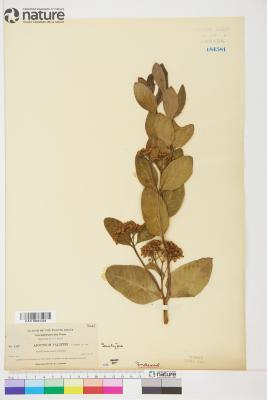 Apocynum L.
