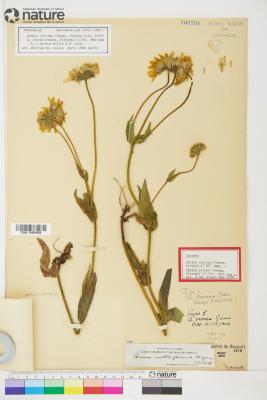Arnica L.
