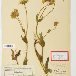 Arnica L.