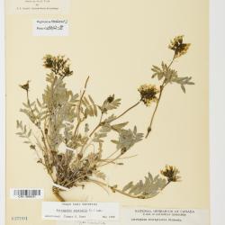 Astragalus hallii