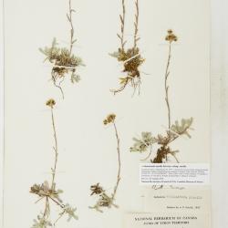 Antennaria media