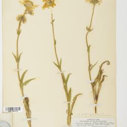 Arnica L.