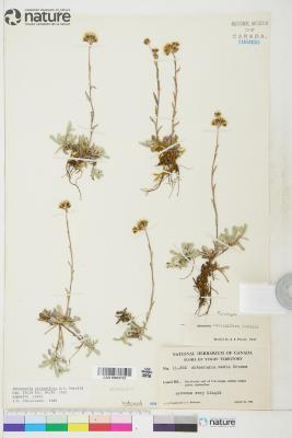 Antennaria media