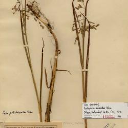 Arctophila (Rupr.) Andersson