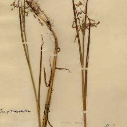 Arctophila (Rupr.) Andersson