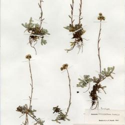 Antennaria media